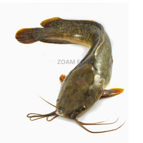 Frozen Catfish available at ZOAM Stores